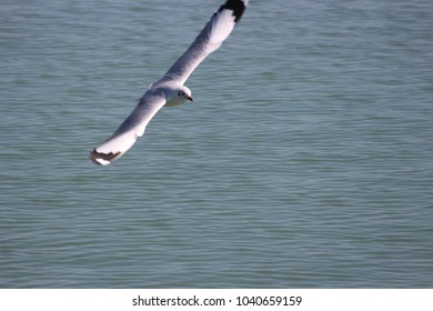 The Gangchil Is Flying Over The Naf River All Rights Reserved