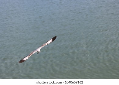 The Gangchil Is Flying Over The Naf River All Rights Reserved