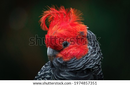 Gang-gang Cockatoo - adult male portrait