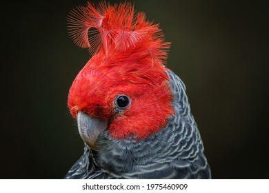 Gang-gang Cockatoo - Australian parrot Callocephalon fimbriatum - Shutterstock ID 1975460909