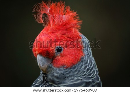 Gang-gang Cockatoo - Australian parrot Callocephalon fimbriatum