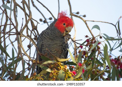 Gang-gang Cockatoo In Melbourne, Australia