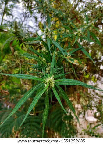 Ganja is often known as marijuana.its widely used drug and medicinal values too.