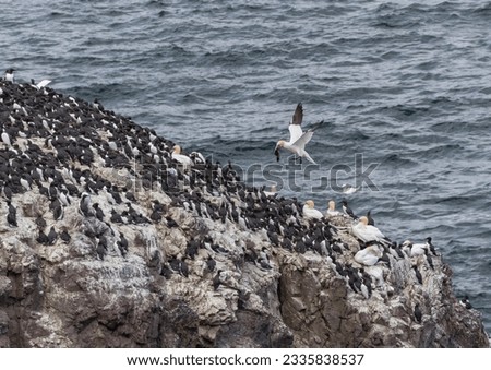 Gannet in the air with next material in its bill approaching nest site among nesting guillemots on rock headland with sea in background.