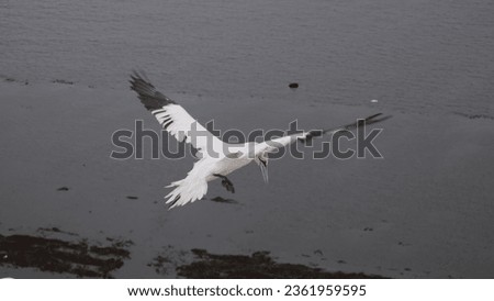 gannet bird wildlife animal ocean germany helgoland