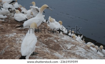 gannet bird wildlife animal ocean germany helgoland