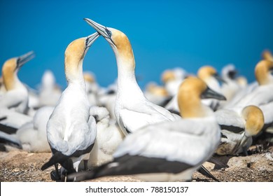 Gannet Birds Colony, Cape Kidnappers, New Zealand