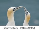 Gannet birds courtship bees clacking and touching