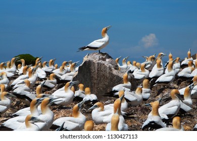 Gannet Colony, Cape Kidnappers, New Zealand