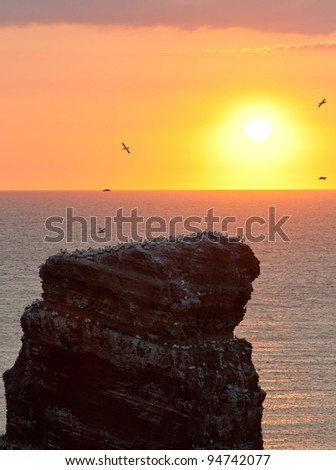 Gannet colony on a rock with a setting sun in the background