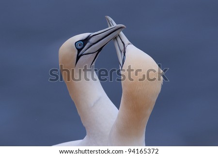 Gannet couple greeting each other with beaks rubbing each other
