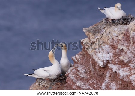 Gannet couple on their nest on a cliff