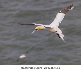 Gannet in flight looking down over the north sea