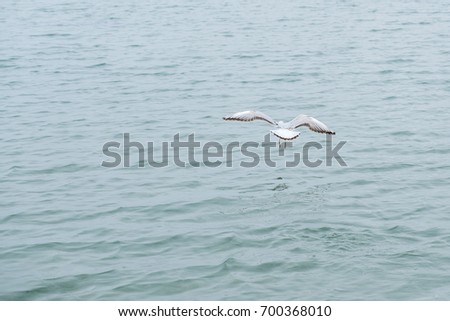 Gannet in Flight over the sea