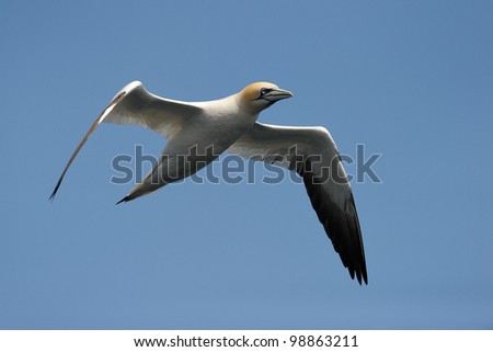 Gannet flying against blue sky