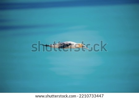 Gannet Flying as a bullet over the ocean