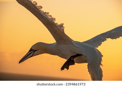 Gannet flying during sunset on the Island of Helgoland, Germany