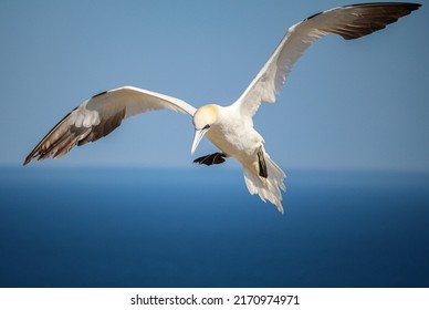 Gannet Flying In Eastern Canada