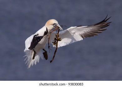 Gannet flying with nesting material in its beak