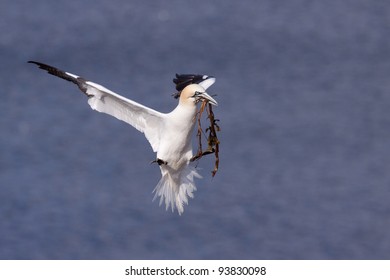 Gannet flying with nesting material in its beak