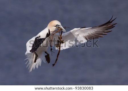 Gannet flying with nesting material in its beak