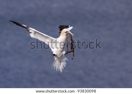 Gannet flying with nesting material in its beak
