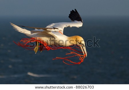 A gannet flying with a orange rope in it's beak