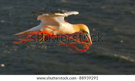 A gannet flying with a orange rope in it's beak