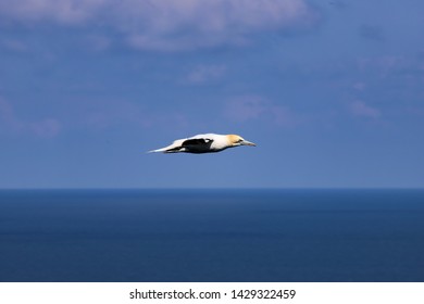 Gannet Flying Past In Perfect Aerodynamic Shape