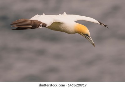 Gannet looking down from the sky