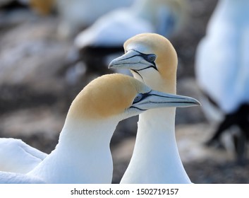 Gannet New Zealand Cape Kidnappers Stock Photo 1502719157 | Shutterstock