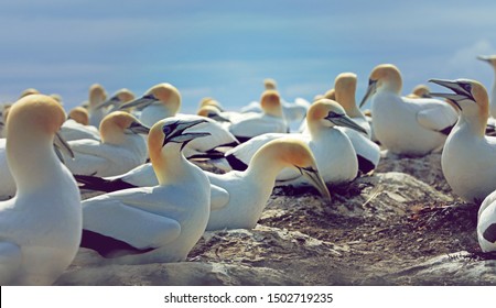 Gannet In New Zealand At The Cape Kidnappers