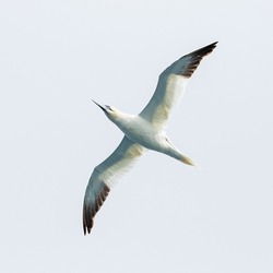 Gannet Passing Overhead In The Denmark Strait