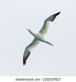 Gannet passing overhead in the Denmark Strait