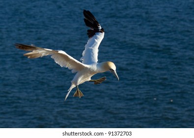 A gannet in the sky
