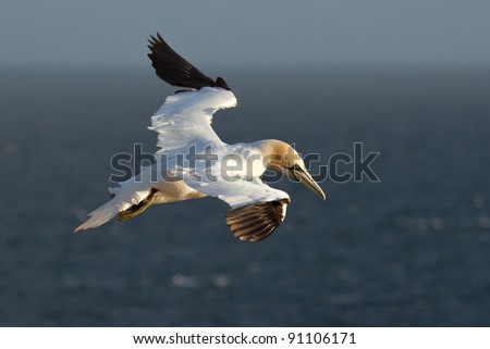 A gannet in the sky