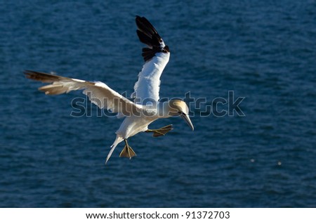 A gannet in the sky