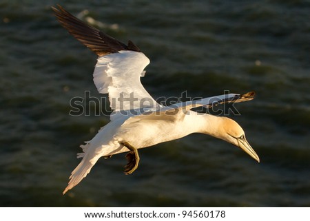 A gannet in the sky