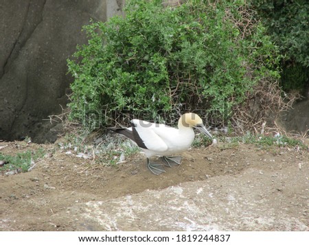 A gannet standing to the side of the nesting area at the Muriwai Gannet Colony, Auckland, New Zealand