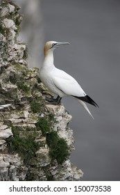 Gannet, Sula Bassana, Bempton Cliffs RSPB Reserve, Yorkshire, Spring      