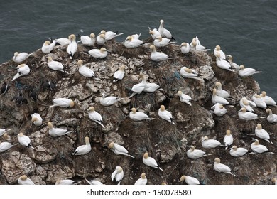 Gannet, Sula Bassana, Bempton Cliffs RSPB Reserve, Yorkshire, Spring      