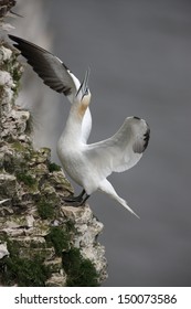 Gannet, Sula Bassana, Bempton Cliffs RSPB Reserve, Yorkshire, Spring      