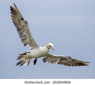 Gannets at Bempton Cliffs in the UK