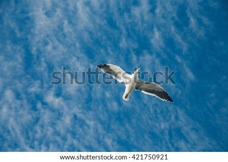 Similar – Image, Stock Photo Bye bye, summer Seagull