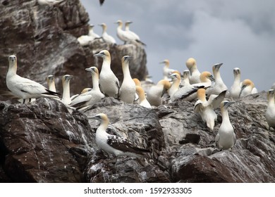 Gannets On Bass Rock In Scotland