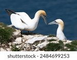 Gannets on the cliff face at Bempton Cliffs