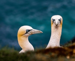 Gannets On A Cliff In Scotland Nesting