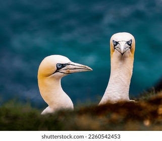 Gannets on a cliff in Scotland nesting