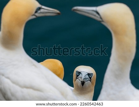 Gannets on a cliff in Scotland nesting