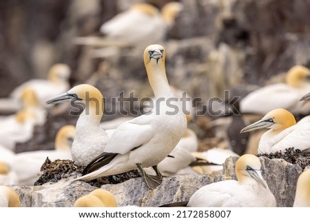 Gannets are seabirds comprising the genus Morus, in the family Sulidae.
